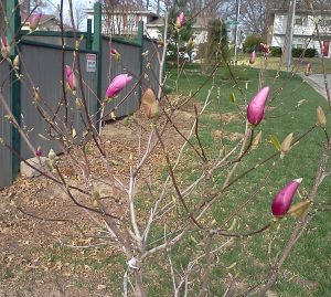 The blooms on the magnolia are just some of the bright spots in life right now.